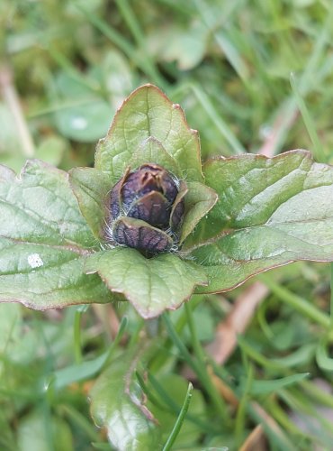 ZBĚHOVEC PLAZIVÝ (Ajuga reptans) FOTO: Marta Knauerová, 4/2023