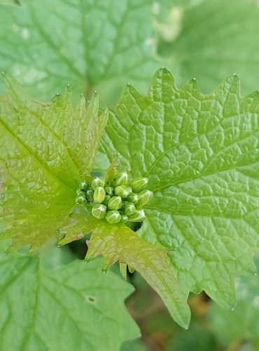 ČESNÁČEK LÉKAŘSKÝ (Alliaria petiolata) FOTO: Marta Knauerová, 4/2023