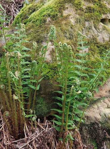 KAPRAĎ SAMEC (Dryopteris filix-mas) FOTO: Marta Knauerová, 4/2023