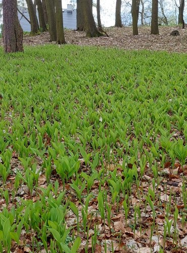 KONVALINKA VONNÁ (Convallaria majalis) FOTO: Marta Knauerová, 4/2023