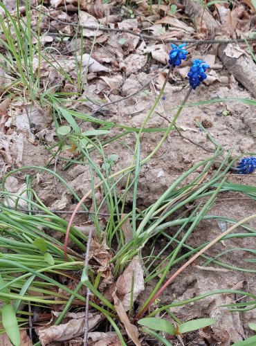 MODŘENEC ARMÉNSKÝ (Muscari armeniacum) FOTO: Marta Knauerová, 4/2023