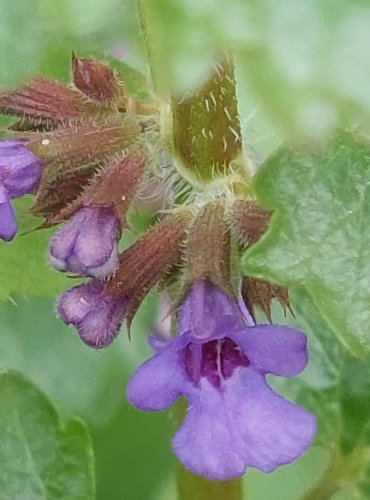 POPENEC OBECNÝ (Glechoma hederacea) FOTO: Marta Knauerová, 4/2023