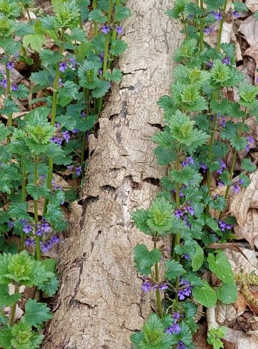 POPENEC OBECNÝ (Glechoma hederacea) FOTO: Marta Knauerová, 4/2023