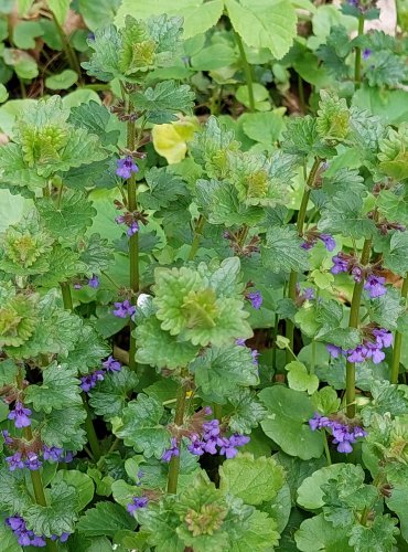 POPENEC OBECNÝ (Glechoma hederacea) FOTO: Marta Knauerová, 4/2023