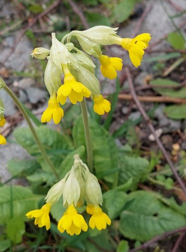 PRVOSENKA JARNÍ (Primula veris) FOTO: Marta Knauerová, 4/2023