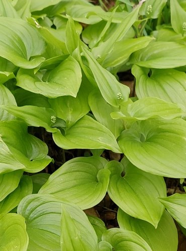 PSTROČEK DVOULISTÝ (Maianthemum bifolium) FOTO: Marta Knauerová, 4/2023