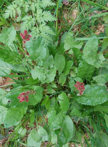 ŠŤOVÍK KYSELÝ (Rumex acetosa) FOTO: Marta Knauerová, 4/2023