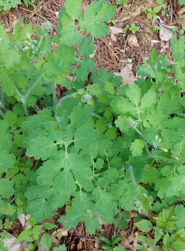 VLAŠTOVIČNÍK VĚTŠÍ (Chelidonium majus) FOTO: Marta Knauerová, 4/2023