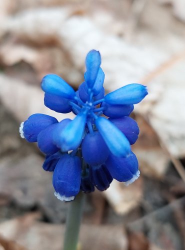 MODŘENEC ARMÉNSKÝ (Muscari armeniacum) FOTO: Marta Knauerová, 4/2023