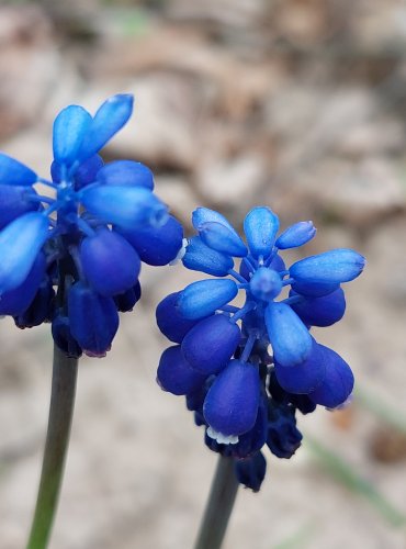 MODŘENEC ARMÉNSKÝ (Muscari armeniacum) FOTO: Marta Knauerová, 4/2023