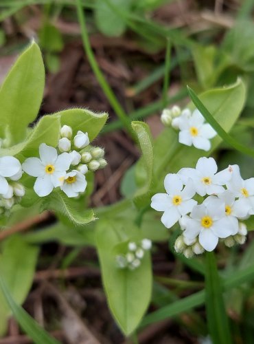 POMNĚNKA LESNÍ (Myosotis sylvatica) FOTO: Marta Knauerová, 4/2023