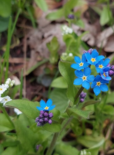 POMNĚNKA LESNÍ (Myosotis sylvatica) FOTO: Marta Knauerová, 4/2023