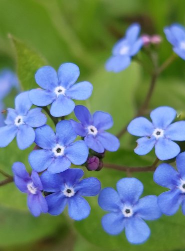 POMNĚNKA LESNÍ (Myosotis sylvatica) FOTO: Marta Knauerová, 4/2023