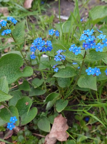 POMNĚNKA LESNÍ (Myosotis sylvatica) FOTO: Marta Knauerová, 4/2023