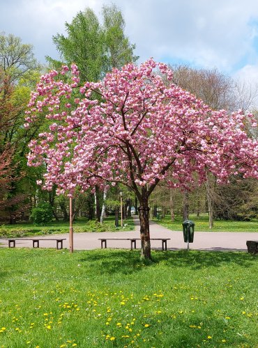 JARO V PARKU, FOTO: Marta Knauerová, 5/2023