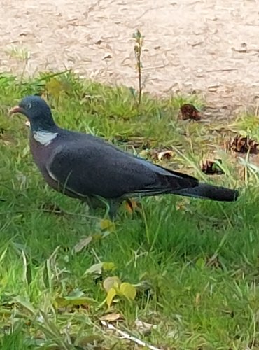 MĚSTSKÝ PARK a život v něm, HOLUB HŘIVNÁČ (Columba palumbus) FOTO: Marta Knauerová, 5/2023