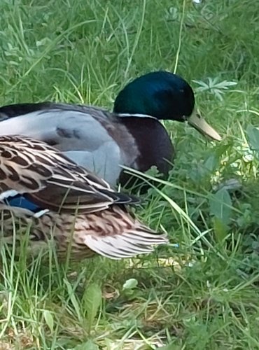 MĚSTSKÝ PARK a život v něm, KACHNA DIVOKÁ (Anas platyrhynchos) FOTO: Marta Knauerová, 5/2023