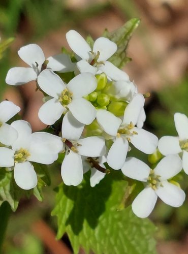 ČESNÁČEK LÉKAŘSKÝ (Alliaria petiolata) FOTO: Marta Knauerová, 5/2023