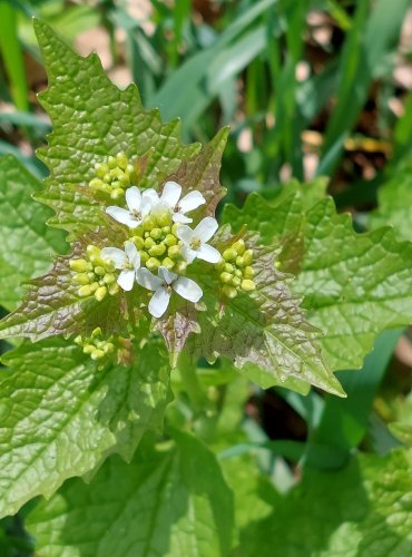 ČESNÁČEK LÉKAŘSKÝ (Alliaria petiolata) FOTO: Marta Knauerová, 5/2023