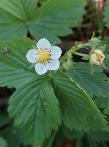 JAHODNÍK OBECNÝ (Fragaria vesca) FOTO: Marta Knauerová, 5/2023