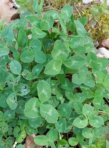 JETEL BÍLÝ PLAZIVÝ (Trifolium repens) FOTO: Marta Knauerová, 5/2023