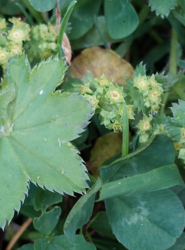 KONTRYHEL OBECNÝ (Alchemilla vulgaris) FOTO: Marta Knauerová, 5/2023