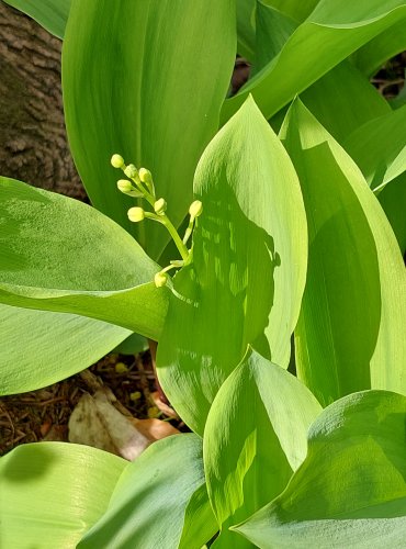 KONVALINKA VONNÁ (Convallaria majalis) FOTO: Marta Knauerová, 5/2023