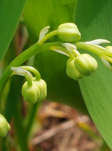 KONVALINKA VONNÁ (Convallaria majalis) FOTO: Marta Knauerová, 5/2023