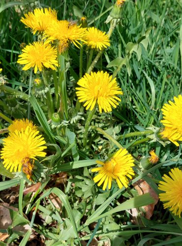 PAMPELIŠKA LÉKAŘSKÁ (Taraxacum officinale) FOTO: Marta Knauerová, 5/2023