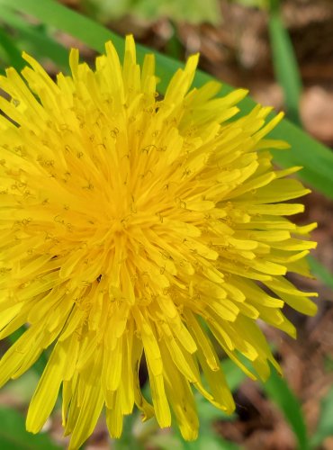 PAMPELIŠKA LÉKAŘSKÁ (Taraxacum officinale) FOTO: Marta Knauerová, 5/2023