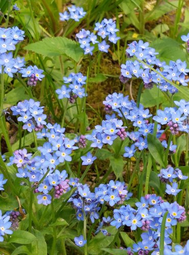 POMNĚNKA LESNÍ (Myosotis sylvatica) FOTO: Marta Knauerová, 5/2023