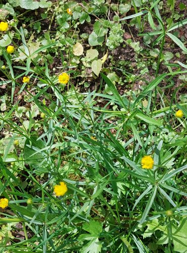 PRYSKYŘNÍK ZLATOŽLUTÝ (Ranunculus auricomus) FOTO: Marta Knauerová, 5/2023

