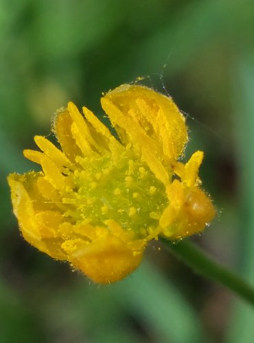 PRYSKYŘNÍK ZLATOŽLUTÝ (Ranunculus auricomus) FOTO: Marta Knauerová, 5/2023

