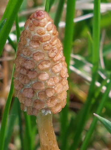 PŘESLIČKA ROLNÍ (Equisetum arvense) FOTO: Marta Knauerová, 5/2023