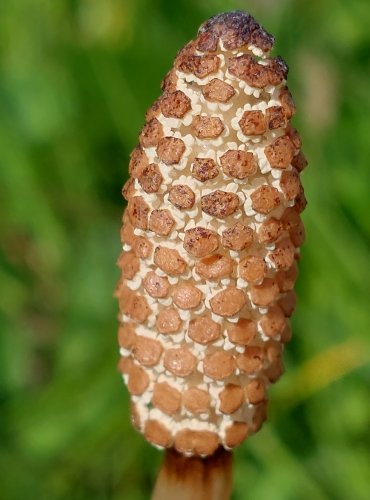 PŘESLIČKA ROLNÍ (Equisetum arvense) FOTO: Marta Knauerová, 5/2023