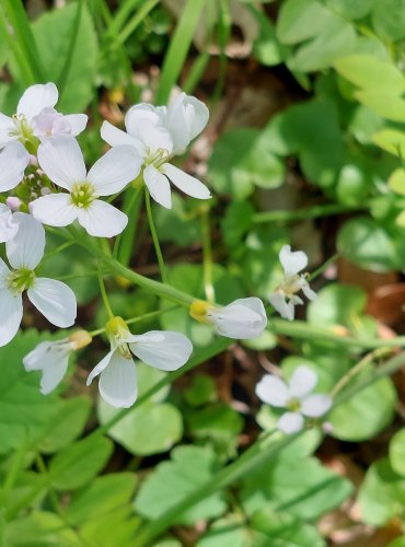 ŘEŘIŠNICE LUČNÍ (Cardamine pratensis) FOTO: Marta Knauerová, 5/2023