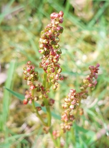 ŠŤOVÍK KYSELÝ (Rumex acetosa) FOTO: Marta Knauerová, 5/2023