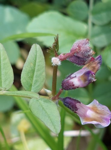 VIKEV PLOTNÍ (Vicia sepium) FOTO: Marta Knauerová, 5/2023