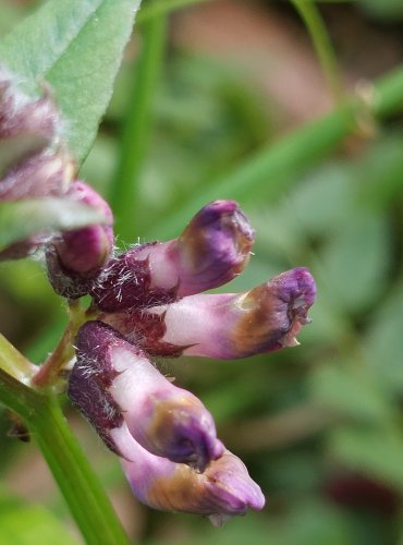 VIKEV PLOTNÍ (Vicia sepium) FOTO: Marta Knauerová, 5/2023