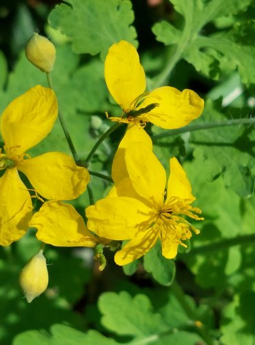 VLAŠTOVIČNÍK VĚTŠÍ (Chelidonium majus) FOTO: Marta Knauerová, 5/2023