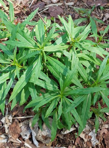 VRBOVKA ÚZKOLISTÁ (Epilobium angustifolium) FOTO: Marta Knauerová, 5/2023