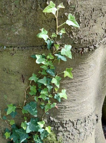 BŘEČŤAN POPÍNAVÝ (Hedera helix) FOTO: Marta Knauerová, 5/2023