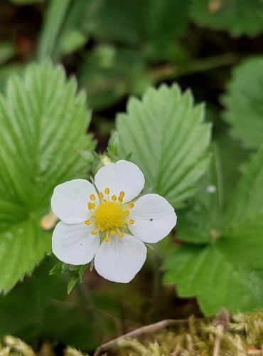 JAHODNÍK OBECNÝ (Fragaria vesca) FOTO: Marta Knauerová, 5/2023