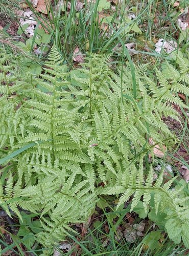 KAPRAĎ SAMEC (Dryopteris filix-mas) FOTO: Marta Knauerová, 4/2023