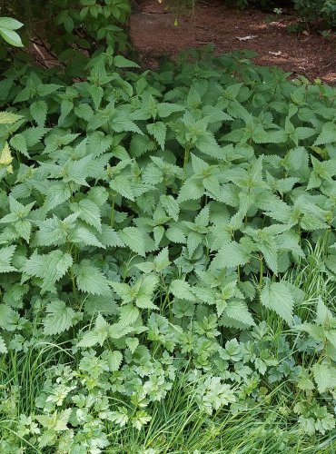 KOPŘIVA DVOUDOMÁ (Urtica dioica) FOTO: Marta Knauerová, 3/2023