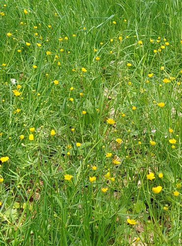 PRYSKYŘNÍK PRUDKÝ (Ranunculus acris) FOTO: Marta Knauerová, 5/2023