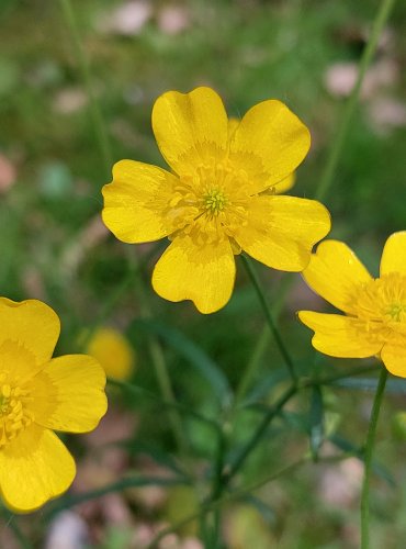 PRYSKYŘNÍK PRUDKÝ (Ranunculus acris) FOTO: Marta Knauerová, 5/2023