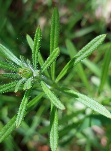 SVÍZEL PŘÍTULA (Galium aparine) FOTO: Marta Knauerová, 5/2023