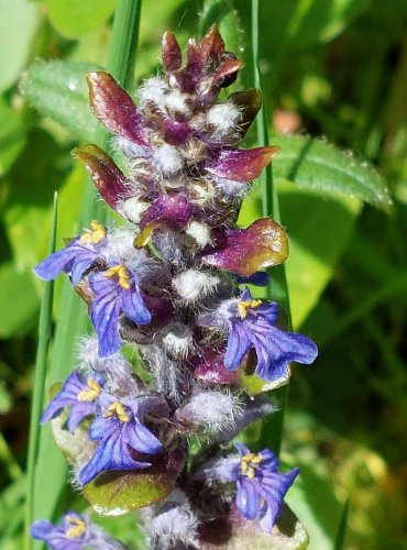 ZBĚHOVEC PLAZIVÝ (Ajuga reptans) FOTO: Marta Knauerová, 5/2023