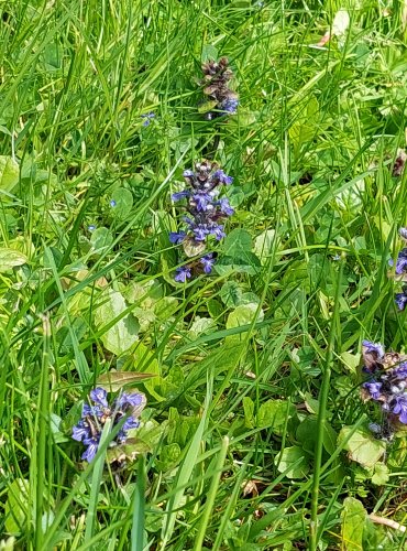 ZBĚHOVEC PLAZIVÝ (Ajuga reptans) FOTO: Marta Knauerová, 5/2023